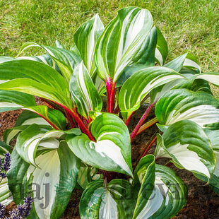 Hosta ‘Raspberry Sundae‘,20/30 cm v črepníku 3l Hosta ‘Raspberry Sundae‘