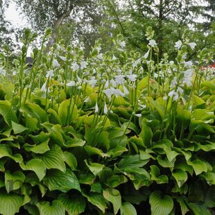 Hosta Royal Standard, výška 15/25 cm, v črepníku Hosta ‘Royal Standard‘