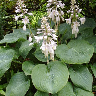 Hosta sieboldiana, výška 20/30 cm v črepníku 3l Hosta sieboldiana