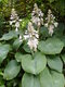 Hosta sieboldiana, výška 20/30 cm v črepníku 3l Hosta sieboldiana