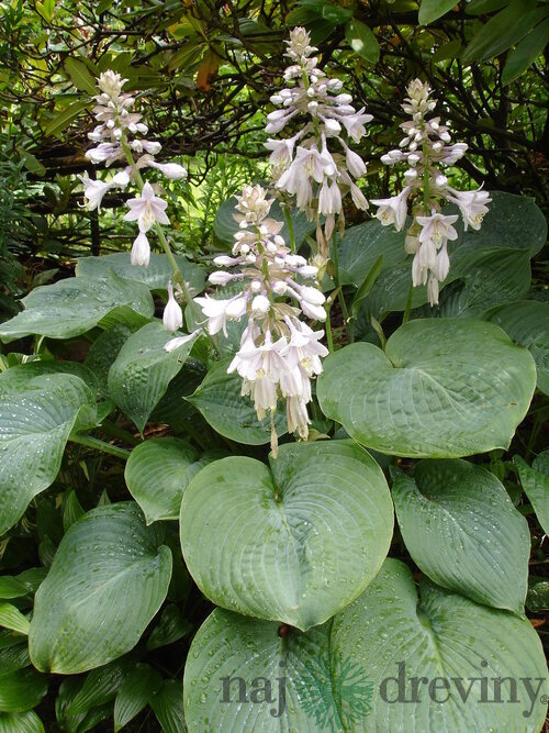 Hosta sieboldiana, výška 20/30 cm v črepníku 3l Hosta sieboldiana