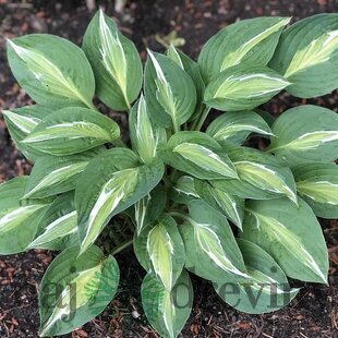 Hosta Snake Eyes 20/30 cm v črepníku 3l Hosta ‘Snake Eyes‘