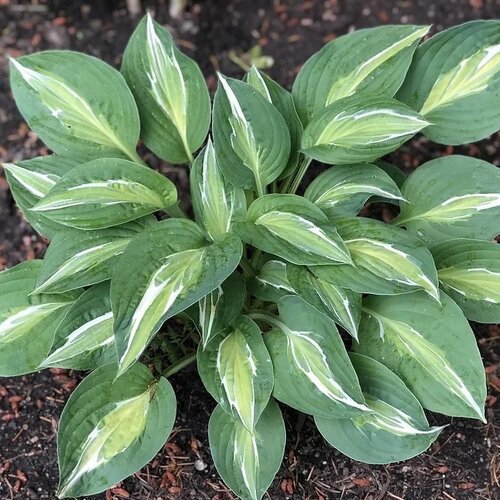 Hosta Snake Eyes 20/30 cm v črepníku 3l Hosta ‘Snake Eyes‘
