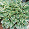 Hosta ‘So Sweet‘ 20/30 cm v črepníku 3l Hosta ‘So Sweet‘