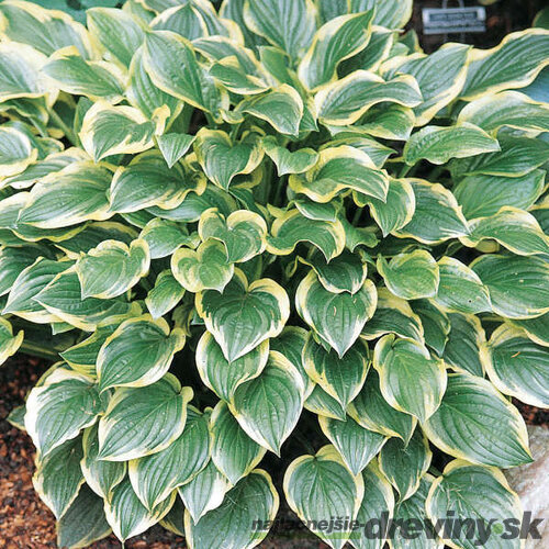 Hosta ‘So Sweet‘ 20/30 cm v črepníku 3l Hosta ‘So Sweet‘