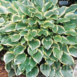 Hosta ‘So Sweet‘ 20/30 cm v črepníku 3l Hosta ‘So Sweet‘