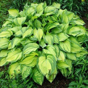 Hosta ‘Stainled glass‘, 20/30 cm v črepníku 3l Hosta ‘Stainled glass‘