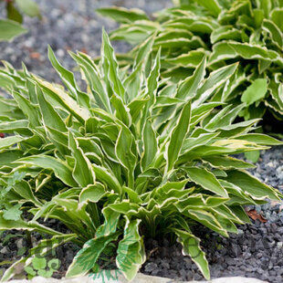 Hosta Stiletto 20/30 cm v črepníku 3l Hosta ‘Stiletto‘