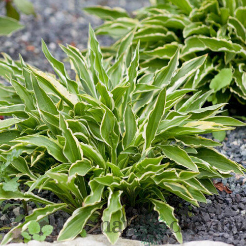 Hosta Stiletto 20/30 cm v črepníku 3l Hosta ‘Stiletto‘