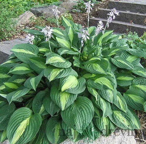 Hosta Striptease, výška 20/30 cm v črepníku 3l Hosta Striptease