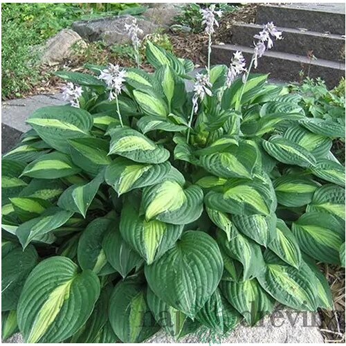 Hosta Striptease, výška 20/30 cm v črepníku 3l Hosta Striptease