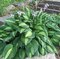 Hosta Striptease, výška 20/30 cm v črepníku 3l Hosta Striptease