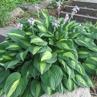 Hosta Striptease, výška 20/30 cm v črepníku 3l Hosta Striptease