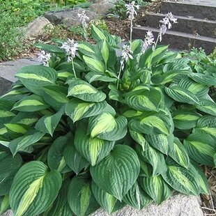 Hosta Striptease, výška 20/30 cm v črepníku 3l Hosta Striptease
