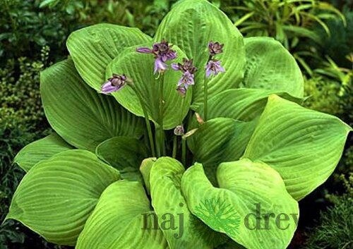 Hosta ‘Sum and Substance‘ 20/30 cm v črepníku 3l Hosta ‘Sum and Substance‘