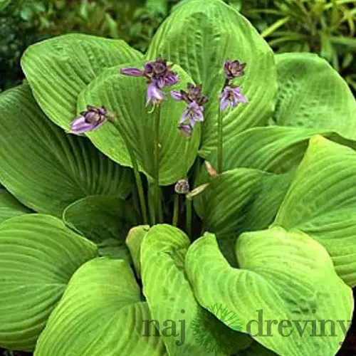 Hosta ‘Sum and Substance‘ 20/30 cm v črepníku 3l Hosta ‘Sum and Substance‘