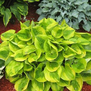Hosta ‘Summer Breeze‘ 20/30 cm v črepníku 3l Hosta ‘Summer Breeze‘