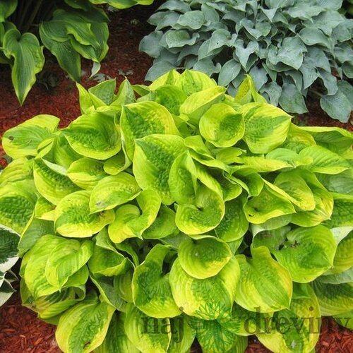 Hosta ‘Summer Breeze‘ 20/30 cm v črepníku 3l Hosta ‘Summer Breeze‘