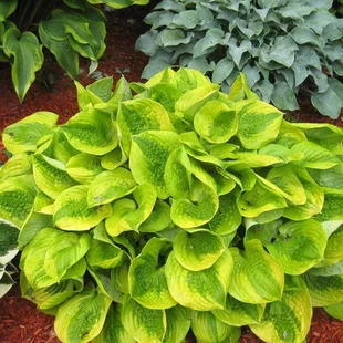 Hosta ‘Summer Breeze‘ 20/30 cm v črepníku 3l Hosta ‘Summer Breeze‘