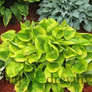 Hosta ‘Summer Breeze‘ 20ú30 cm v črepníku 3l Hosta ‘Summer Breeze‘