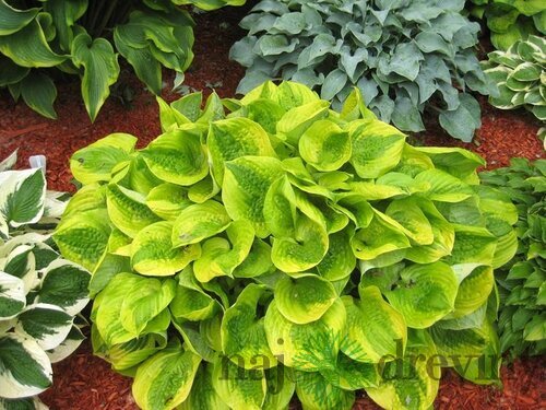 Hosta ‘Summer Breeze‘ 20ú30 cm v črepníku 3l Hosta ‘Summer Breeze‘