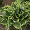 Hosta Twilight, výška 20/30 cm v črepníku 3l Hosta Twilight