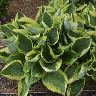 Hosta Twilight, výška 20/30 cm v črepníku 3l Hosta Twilight