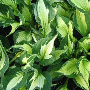 Hosta ‘Whirlwind‘ 20/30 cm v črepníku 3l Hosta ‘Whirlwind‘