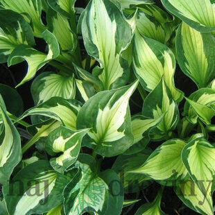 Hosta ‘Whirlwind‘ 20/30 cm v črepníku 3l Hosta ‘Whirlwind‘