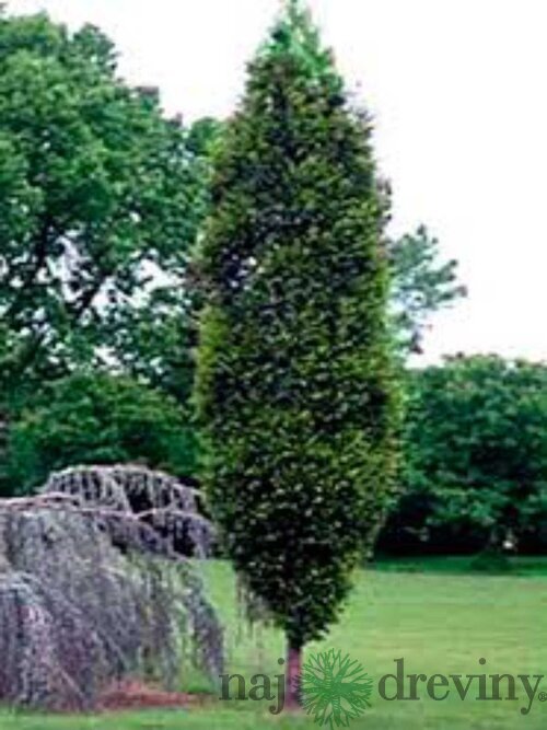 Hrab Fastigiata (stĺpovitý) 140/160 cm, v črepníku Carpinus Betulus Fastigiata