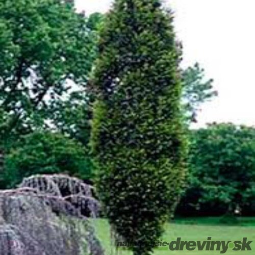 Hrab Fastigiata (stĺpovitý) 140/160 cm, v črepníku Carpinus Betulus Fastigiata