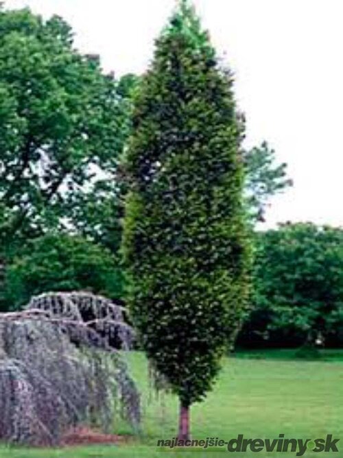 Hrab Fastigiata (stĺpovitý) 140/160 cm, v črepníku Carpinus Betulus Fastigiata