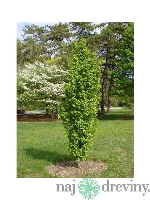 Hrab Fastigiata (stĺpovitý) 180/220 cm, v črepníku Carpinus Betulus Fastigiata