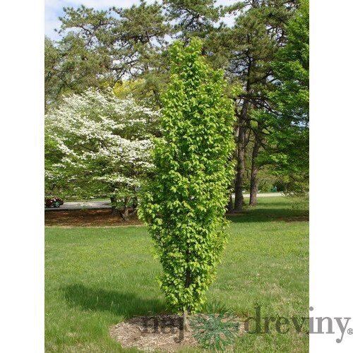 Hrab Fastigiata (stĺpovitý) 180/220 cm, v črepníku Carpinus Betulus Fastigiata