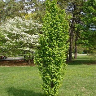 Hrab Fastigiata (stĺpovitý) 180/220 cm, v črepníku Carpinus Betulus Fastigiata