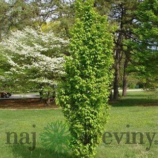 Hrab Fastigiata (stĺpovitý) 180/220 cm, v črepníku Carpinus Betulus Fastigiata