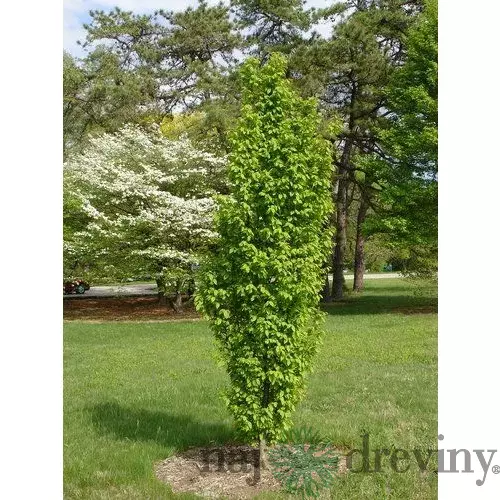 Hrab Fastigiata (stĺpovitý) 180/220 cm, v črepníku Carpinus Betulus Fastigiata