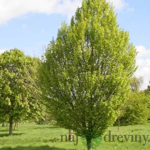 Hrab obyčajný, 150/200 cm, v črepníku Carpinus betulus