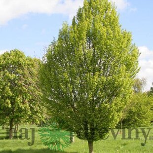 Hrab obyčajný, 150/200 cm, v črepníku Carpinus betulus