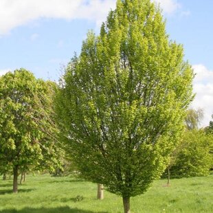 Hrab obyčajný, 150/200 cm, v črepníku Carpinus betulus
