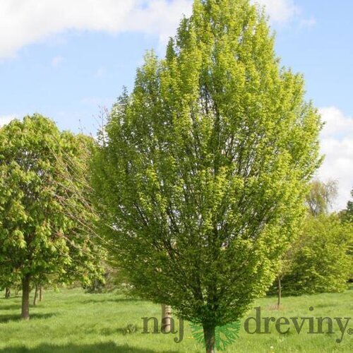 Hrab obyčajný, 150/200 cm, v črepníku Carpinus betulus