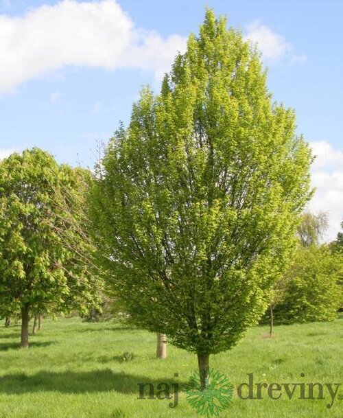 Hrab obyčajný, 150/200 cm, v črepníku Carpinus betulus