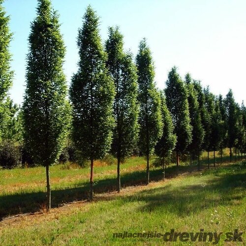 Hrab obyčajný Fastigiata, obvod kmienka 22/24 cm, celková výška 500/600 cm Carpinus betulus Fastigiata