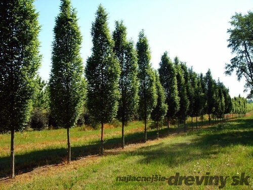 Hrab obyčajný Fastigiata, obvod kmienka 22/24 cm, celková výška 500/600 cm Carpinus betulus Fastigiata