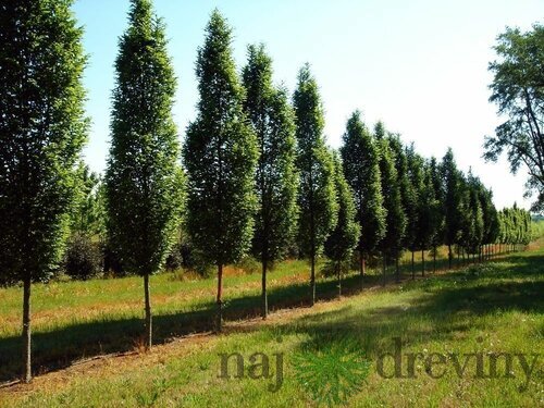 Hrab obyčajný Fastigiata, obvod kmienka 22/24 cm, celková výška 500/600 cm Carpinus betulus Fastigiata