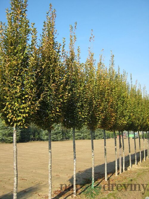 Hrab obyčajný Fastigiata, obvod kmienka 6/8 cm, výška 250+ cm, v črepníku Carpinus betulus Fastigiata