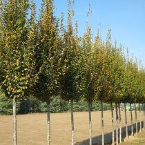 Hrab obyčajný Fastigiata, obvod kmienka 6/8 cm, výška 250+ cm, v črepníku Carpinus betulus Fastigiata