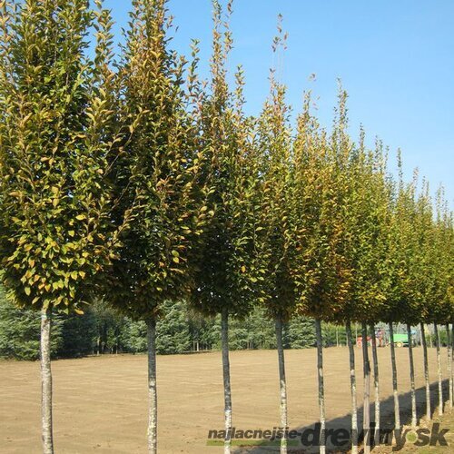 Hrab obyčajný Fastigiata, obvod kmienka 6/8 cm, výška 250+ cm, v črepníku Carpinus betulus Fastigiata