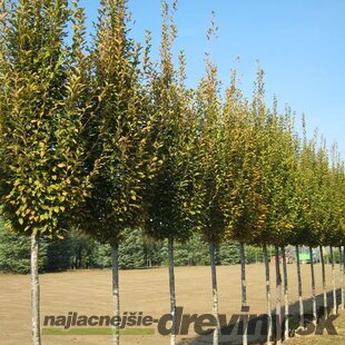 Hrab obyčajný Fastigiata, obvod kmienka 6/8 cm, výška 250+ cm, v črepníku Carpinus betulus Fastigiata