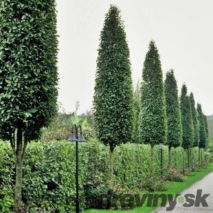 Hrab obyčajný Fastigiata, obvod kmienka 8/10 cm, výška 250+ cm, v črepníku Carpinus betulus Fastigiata